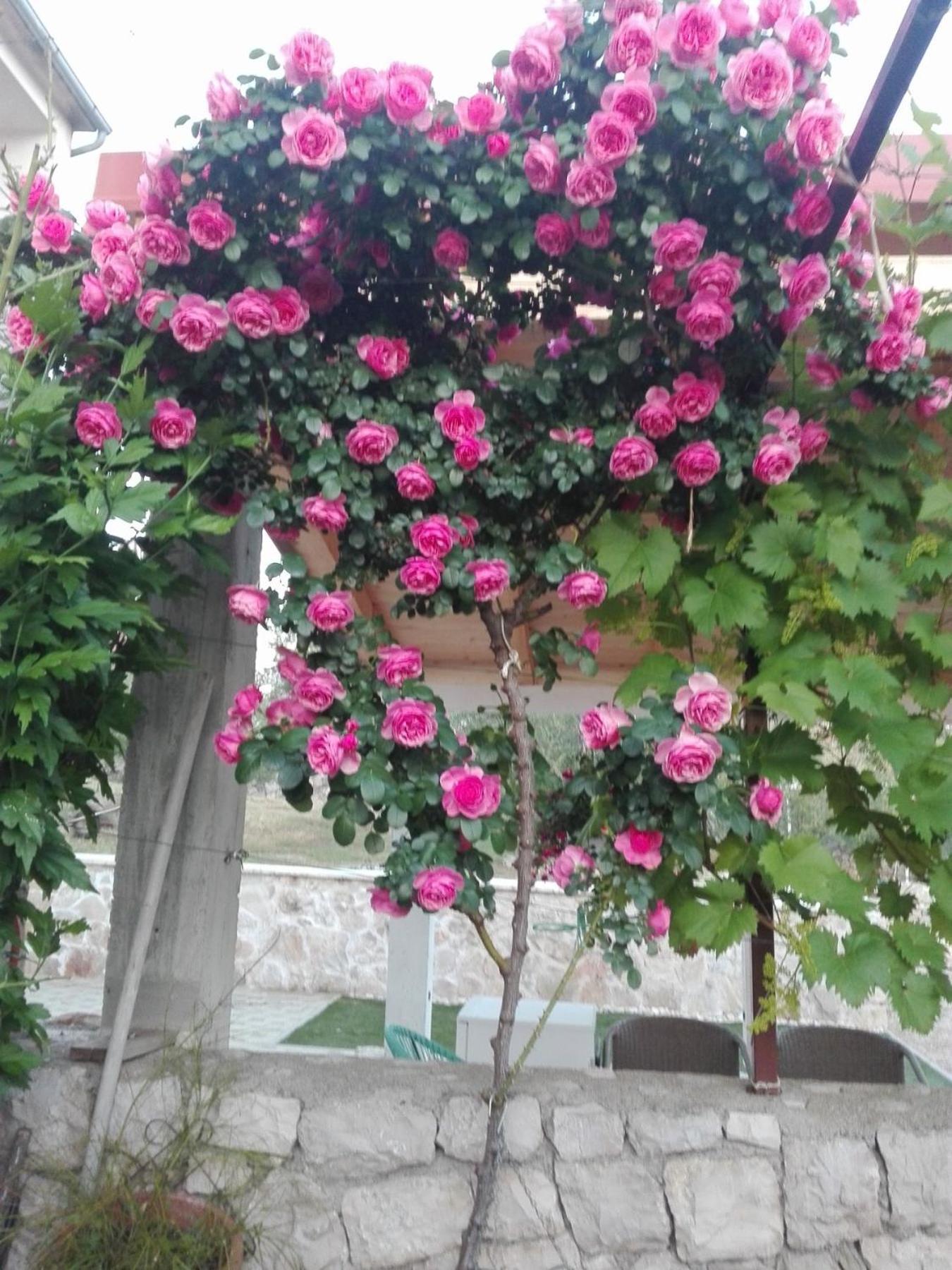 فندق Dalmati House بروداريكا المظهر الخارجي الصورة